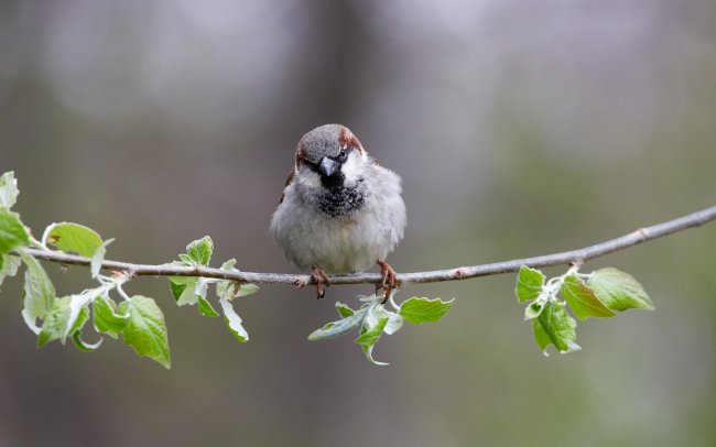 Testbild Sigma C 150-600 mm f/5-6.3 DG OS HSM + Canon EOS 5D Mark III | 600 mm, f/8, 1/400 s, ISO-1600